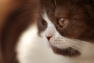 Nahaufnahme Makro Katzenauge Kitten