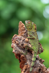 Chameleon anglehead lizard on tree branch