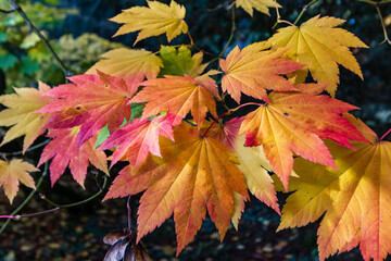 Beautiful autumn colours
