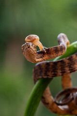 Bandend keeled slug snake with slug on its head
