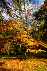 Beautiful autumn colours