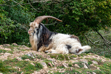 Wild British Primitive Feral Goat