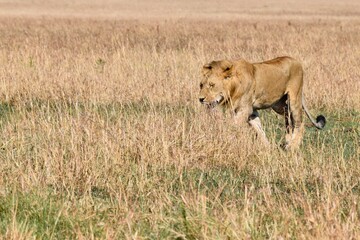 portrait of leo in the savanna