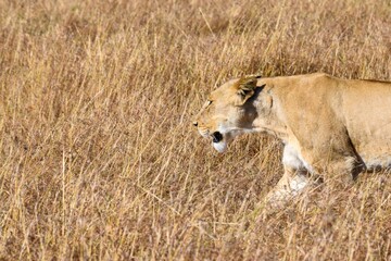 portrait of leo in the savanna