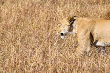 portrait of leo in the savanna