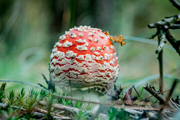 Beautiful closeup(macro) of forest autumn amanita mushroom. Gathering mushrooms. Mushroom fly-agaric macro photo. Forest and moss photo close up, forest background. Fall. Fallen leaves and mushrooms.