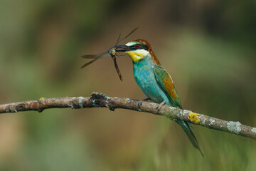 Bee-eater, Merops apiaster. The most colorful bird of Eurasia. A bird caught a dragonfly