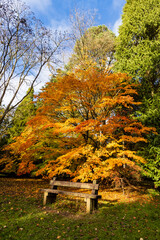 Wooden bench in the autumn