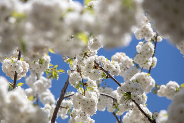 Prunus avium, commonly called wild cherry in the center of leipzig, germany,europe
