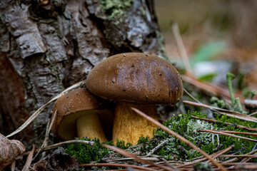 Closeup of forest autumn edible mushrooms. Gathering brown mushrooms. Brown mushrooms macro photo. Forest and moss photo close up, forest background. Fall. Fallen leaves and edible mushrooms.