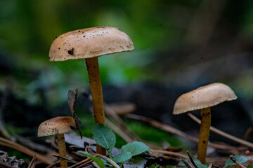 Beautiful closeup(macro) of forest autumn mushrooms. Gathering mushrooms. Mushrooms macro photo. Forest and moss photo close up, forest background. Fall. Fallen leaves and mushrooms.