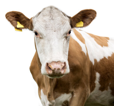  cow on a white background isolated