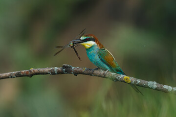 European bee-eater, Merops apiaster. The most colorful bird of Eurasia. The bird caught its prey.