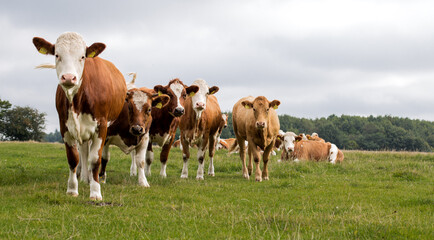 K&uuml;he auf der Wiese.
