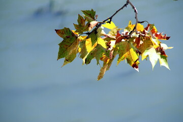 Fototapeta premium Group of half-lighted plane-tree leaves in autumn with light blue gray background