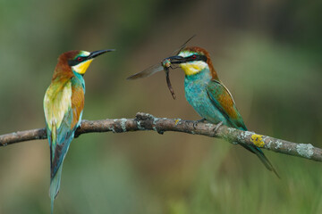 European Bee-eater comes in to land on a branch with another bee-eater