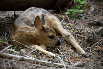 Red deer newborn calf lies in forest