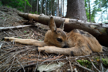 Red deer newborn calf lies in forest
