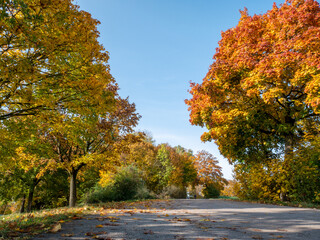 Naklejka premium Autumn Bavarian Sunday walk along the colorful forest