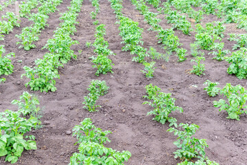 Fototapeta na wymiar Potato field. Agriculture, organic vegetable farm. selective focus