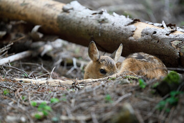 Red deer newborn calf lies in forest