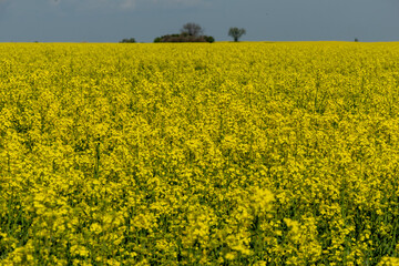 Obraz premium View of a blooming rapeseed field in spring in Wurzen in the Muldental near Leipzig, Germany