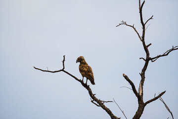 Polemaetus bellicosus, Fighting eagle against the sky, fighting eagle on a branch