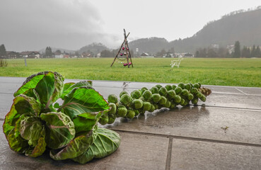 Rosenkohl