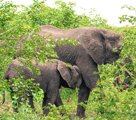 Naklejka premium Mother elephant and baby elephant feeding baby elephant