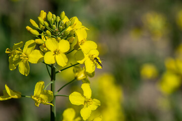 View of rapeseed blossoms in spring in the Muldental near Leipzig, Germany,Europe