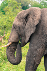 Elephant side portrait, African elephant, elephant eating grass