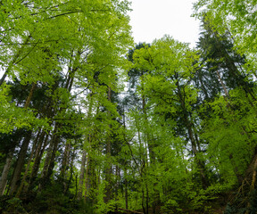 Trees in the forest in different lush green colors