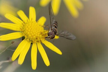 bee on yellow flower