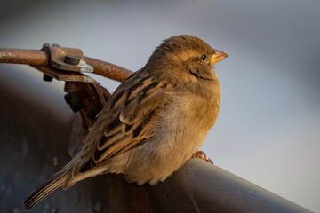 sparrow on a branch
