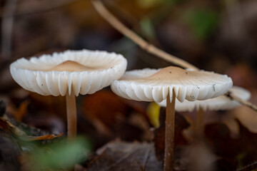 mushroom in the forest
