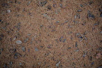 Autumn Pine needles and leaves forest floor background texture