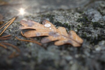Oak leaf with water drops on gray stone