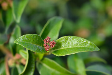 Laurustinus
