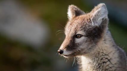 Arctic fox (Vulpes lagopus) cub portrait 