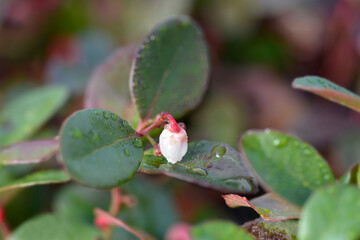 American wintergreen Big Berry