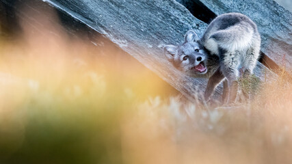 arctic fox cub chasing its own tail