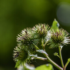 close up of prickly flowers