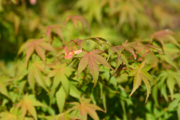 Japanese Maple