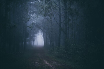 tropical pine evergreen forest with fog and mist, Phu Kradueng National Park, Thailand