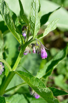 Common Comfrey