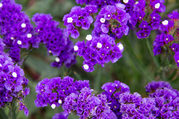 Obraz premium Beautiful flowers of Statice or Limonium sinuatum or Wavyleaf sea lavender. Small flowers with white and violet color.