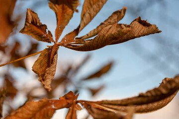 Frozen leaves of Aesculus (or Horse chestnut, acorn, esculus) on branches on a gloomy morning in late autumn. Selective focus.