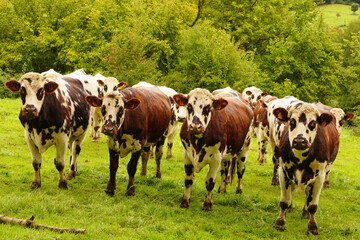 Animal ferme vache 470