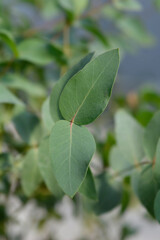 Broad-leaved ribbon gum