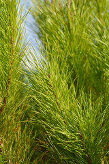 Italian stone pine